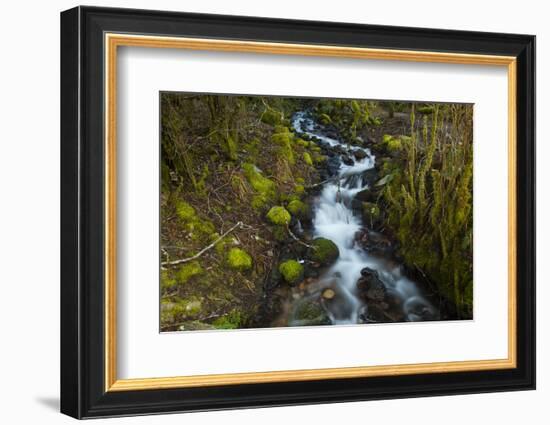 Stream in the rainforest near Alice Lake Provincial Park. Squamish, British Columbia, Canada.-Kristin Piljay-Framed Photographic Print