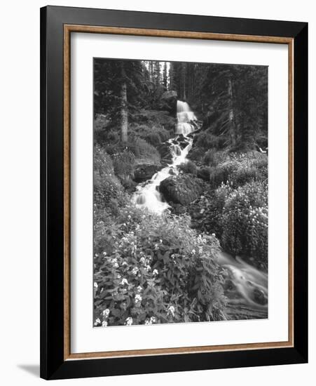 Stream Lined with Bitter Cress, Mountain Bluebells, Colorado, USA-Adam Jones-Framed Photographic Print