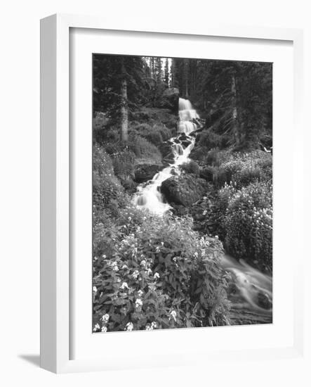 Stream Lined with Bitter Cress, Mountain Bluebells, Colorado, USA-Adam Jones-Framed Photographic Print