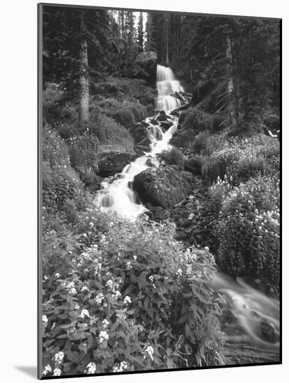 Stream Lined with Bitter Cress, Mountain Bluebells, Colorado, USA-Adam Jones-Mounted Photographic Print