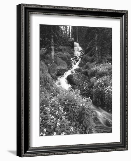 Stream Lined with Bitter Cress, Mountain Bluebells, Colorado, USA-Adam Jones-Framed Photographic Print