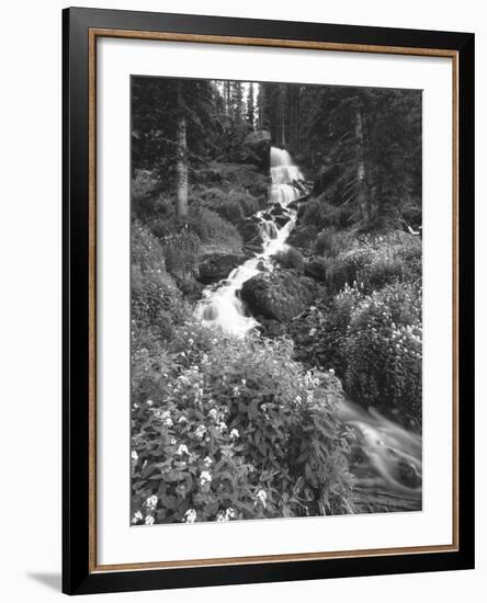 Stream Lined with Bitter Cress, Mountain Bluebells, Colorado, USA-Adam Jones-Framed Photographic Print