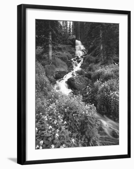 Stream Lined with Bitter Cress, Mountain Bluebells, Colorado, USA-Adam Jones-Framed Photographic Print