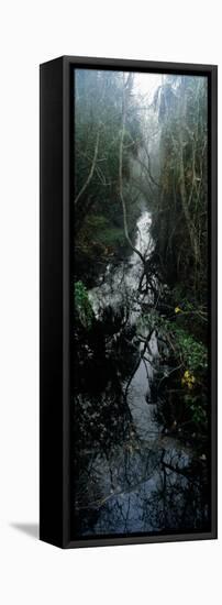 Stream Passing Through a Forest, Oscar Scherer State Park, Osprey, Sarasota County, Florida, USA-null-Framed Premier Image Canvas