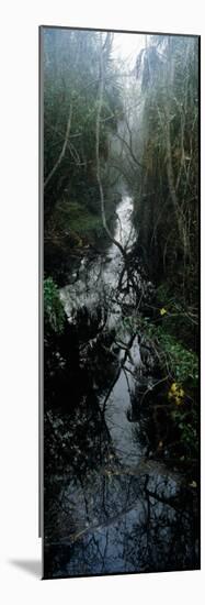 Stream Passing Through a Forest, Oscar Scherer State Park, Osprey, Sarasota County, Florida, USA-null-Mounted Photographic Print