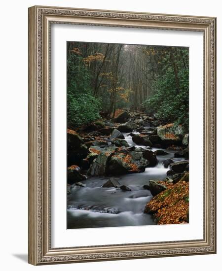 Stream Running Through Forest-Jay Dickman-Framed Photographic Print