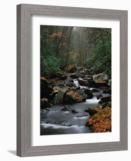 Stream Running Through Forest-Jay Dickman-Framed Photographic Print