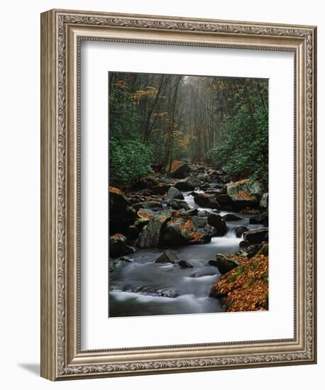 Stream Running Through Forest-Jay Dickman-Framed Photographic Print