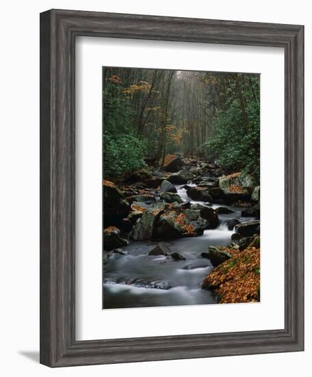 Stream Running Through Forest-Jay Dickman-Framed Photographic Print