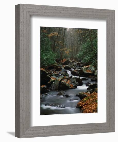 Stream Running Through Forest-Jay Dickman-Framed Photographic Print