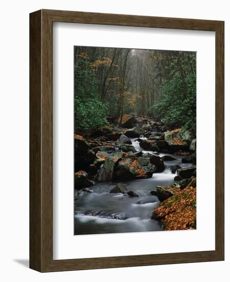 Stream Running Through Forest-Jay Dickman-Framed Photographic Print