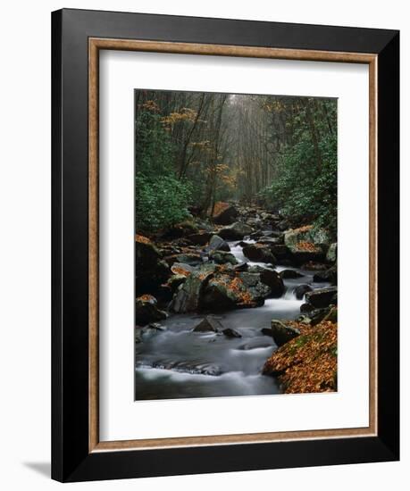 Stream Running Through Forest-Jay Dickman-Framed Photographic Print