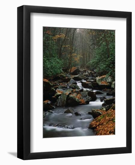 Stream Running Through Forest-Jay Dickman-Framed Photographic Print