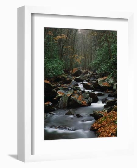 Stream Running Through Forest-Jay Dickman-Framed Photographic Print