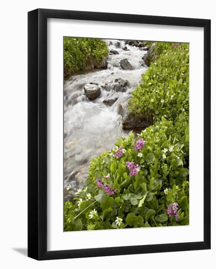 Stream Through Marsh Marigold or Elk's Lip and Parry's Primrose, American Basin, Colorado, USA-James Hager-Framed Photographic Print