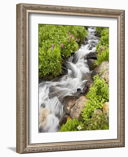 Stream Through Wildflowers, Mineral Basin, Uncompahgre National Forest, Colorado, USA-James Hager-Framed Photographic Print