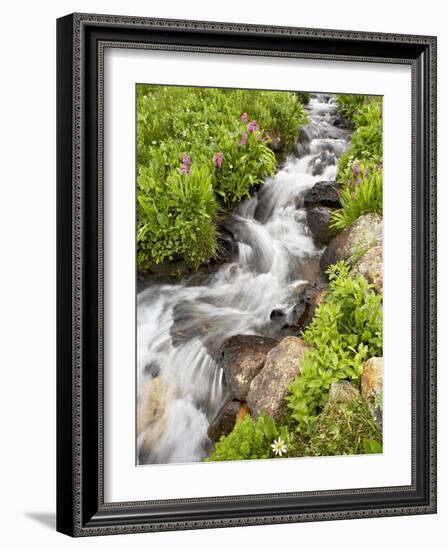 Stream Through Wildflowers, Mineral Basin, Uncompahgre National Forest, Colorado, USA-James Hager-Framed Photographic Print