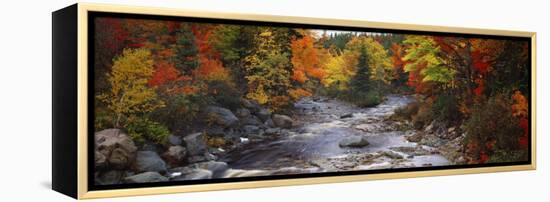 Stream with Trees in a Forest in Autumn, Nova Scotia, Canada-null-Framed Premier Image Canvas