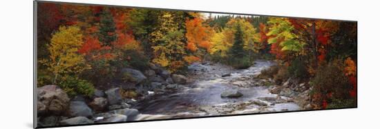 Stream with Trees in a Forest in Autumn, Nova Scotia, Canada-null-Mounted Photographic Print