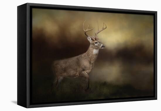 Streamside Buck-Jai Johnson-Framed Premier Image Canvas