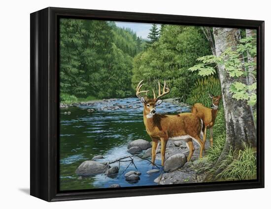 Streamside - White Tail Deer-William Vanderdasson-Framed Premier Image Canvas