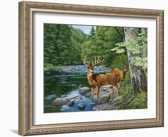 Streamside - White Tail Deer-William Vanderdasson-Framed Giclee Print