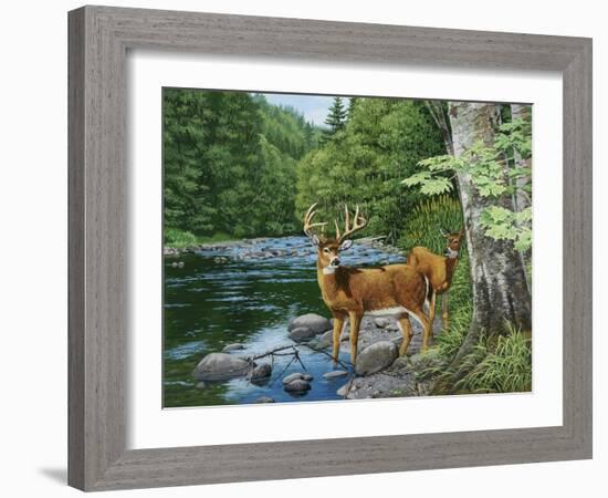 Streamside - White Tail Deer-William Vanderdasson-Framed Giclee Print