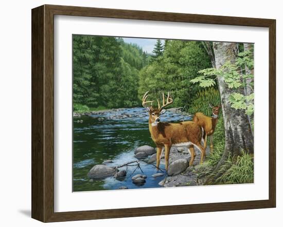 Streamside - White Tail Deer-William Vanderdasson-Framed Giclee Print