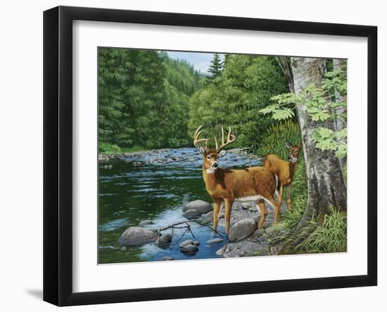 Streamside - White Tail Deer-William Vanderdasson-Framed Giclee Print