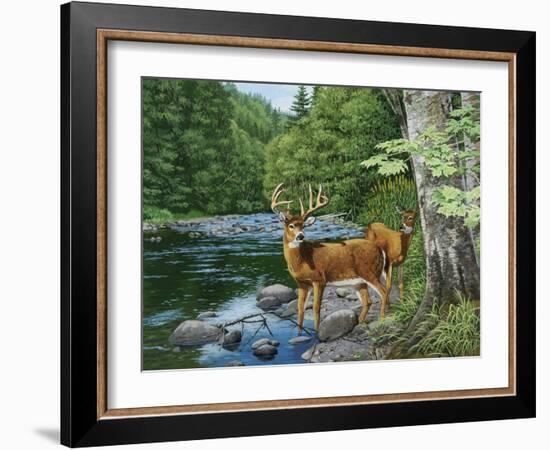 Streamside - White Tail Deer-William Vanderdasson-Framed Giclee Print