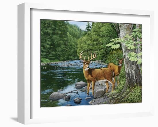 Streamside - White Tail Deer-William Vanderdasson-Framed Giclee Print