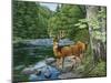 Streamside - White Tail Deer-William Vanderdasson-Mounted Giclee Print