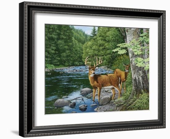 Streamside - White Tail Deer-William Vanderdasson-Framed Giclee Print