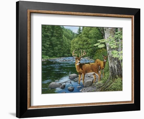 Streamside - White Tail Deer-William Vanderdasson-Framed Giclee Print