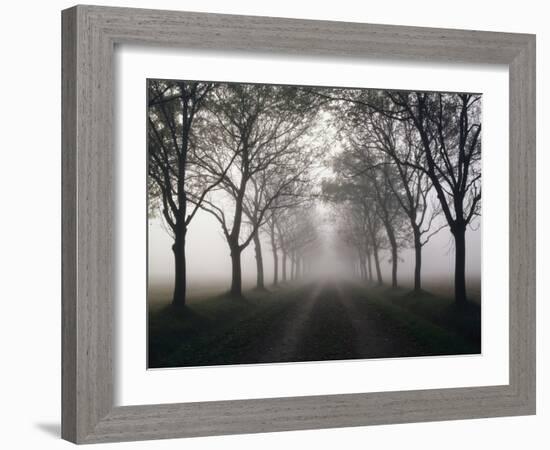 Street, Avenue, Fog, Autumn-Thonig-Framed Photographic Print