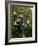 Street Lamp Detail, Tallinn, Estonia-Nancy & Steve Ross-Framed Photographic Print