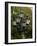 Street Lamp Detail, Tallinn, Estonia-Nancy & Steve Ross-Framed Photographic Print