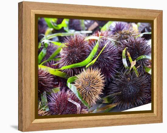 Street Market Stall with Sea Urchins Oursin, Sanary, Var, Cote d'Azur, France-Per Karlsson-Framed Premier Image Canvas