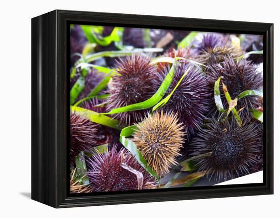 Street Market Stall with Sea Urchins Oursin, Sanary, Var, Cote d'Azur, France-Per Karlsson-Framed Premier Image Canvas