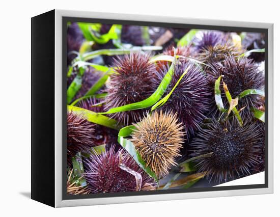 Street Market Stall with Sea Urchins Oursin, Sanary, Var, Cote d'Azur, France-Per Karlsson-Framed Premier Image Canvas