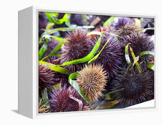 Street Market Stall with Sea Urchins Oursin, Sanary, Var, Cote d'Azur, France-Per Karlsson-Framed Premier Image Canvas