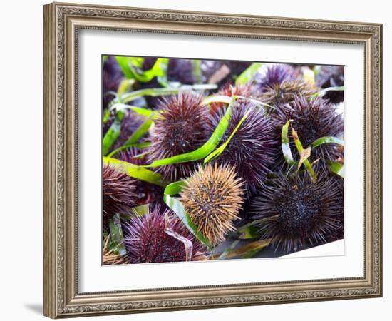 Street Market Stall with Sea Urchins Oursin, Sanary, Var, Cote d'Azur, France-Per Karlsson-Framed Photographic Print