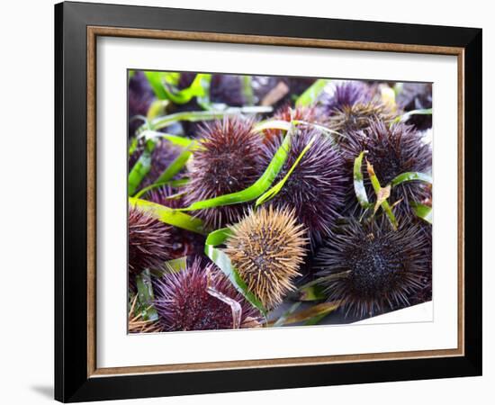 Street Market Stall with Sea Urchins Oursin, Sanary, Var, Cote d'Azur, France-Per Karlsson-Framed Photographic Print