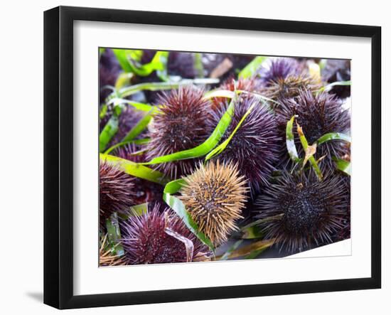 Street Market Stall with Sea Urchins Oursin, Sanary, Var, Cote d'Azur, France-Per Karlsson-Framed Photographic Print