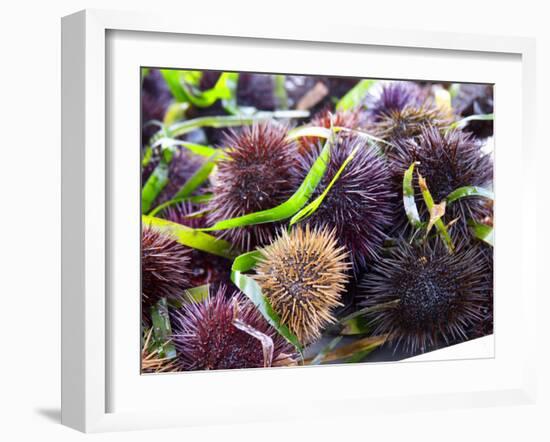 Street Market Stall with Sea Urchins Oursin, Sanary, Var, Cote d'Azur, France-Per Karlsson-Framed Photographic Print