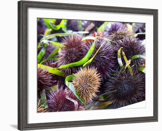 Street Market Stall with Sea Urchins Oursin, Sanary, Var, Cote d'Azur, France-Per Karlsson-Framed Photographic Print