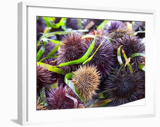 Street Market Stall with Sea Urchins Oursin, Sanary, Var, Cote d'Azur, France-Per Karlsson-Framed Photographic Print