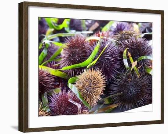 Street Market Stall with Sea Urchins Oursin, Sanary, Var, Cote d'Azur, France-Per Karlsson-Framed Photographic Print