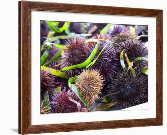 Street Market Stall with Sea Urchins Oursin, Sanary, Var, Cote d'Azur, France-Per Karlsson-Framed Photographic Print