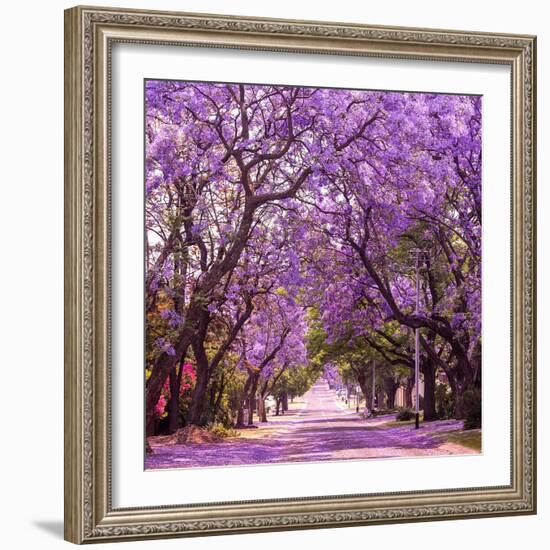 Street of Beautiful Violet Vibrant Jacaranda in Bloom. Tenderness. Romantic Style. Spring in South-Dendenal-Framed Photographic Print